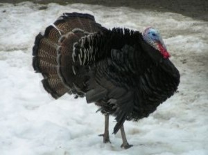 Turkey in the Snow